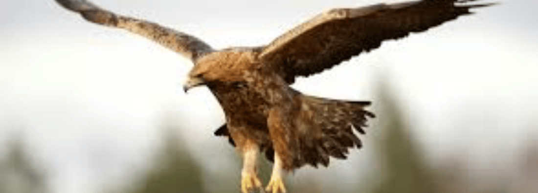 Main header - "Goldeneaglecarpentry"