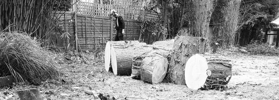 Main header - "Limitless Tree Care"