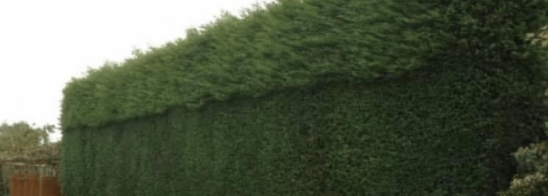 Main header - "TM Trees & Lanscaping"