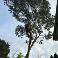 Main header - "JB Tree surgery & Landscaping"