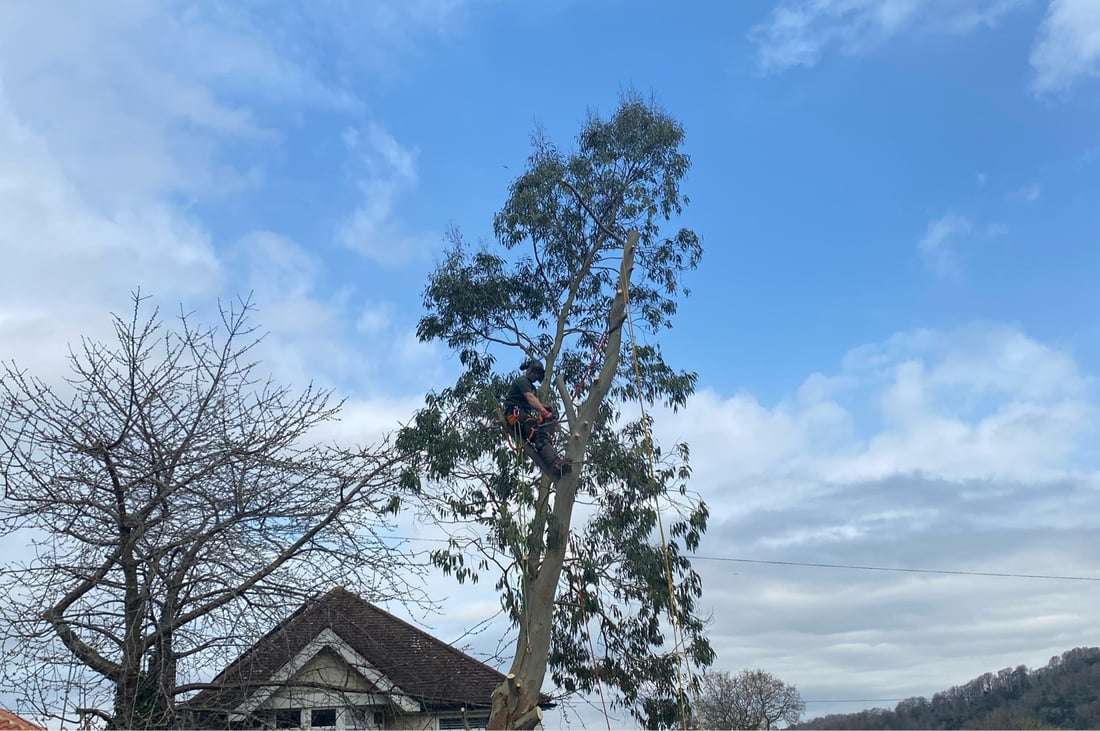 Main header - "Elite Tree Surgery"