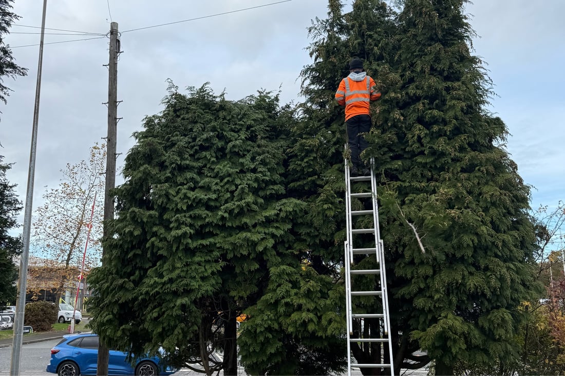 Main header - "JW Trees & Landscapes"