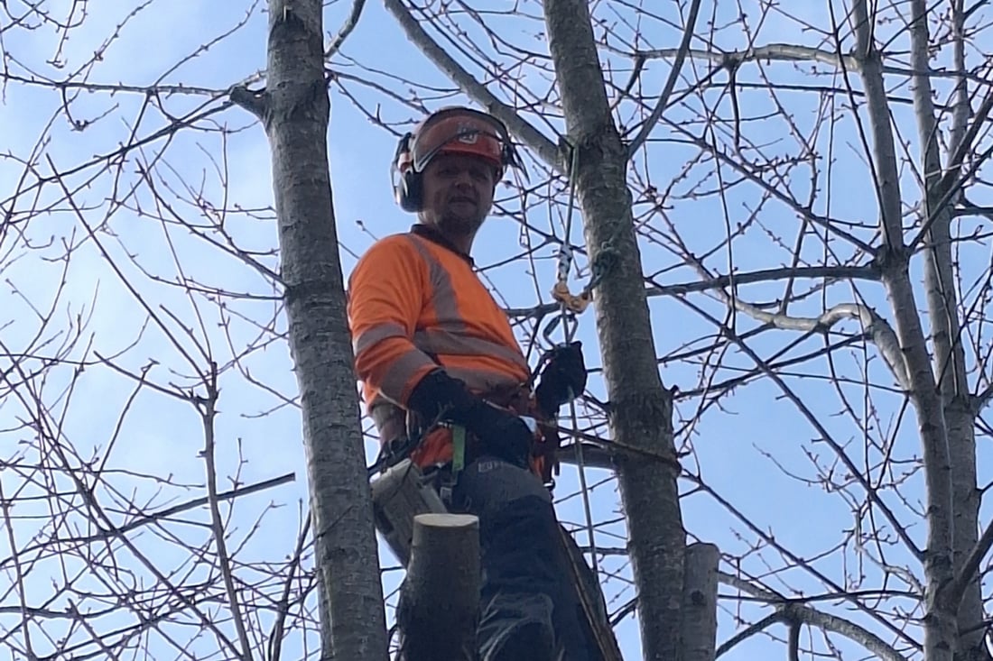 Main header - "MD TREE SOLUTIONS"