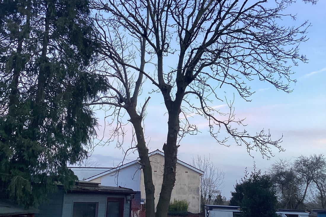 Main header - "PD Tree & Gardens"