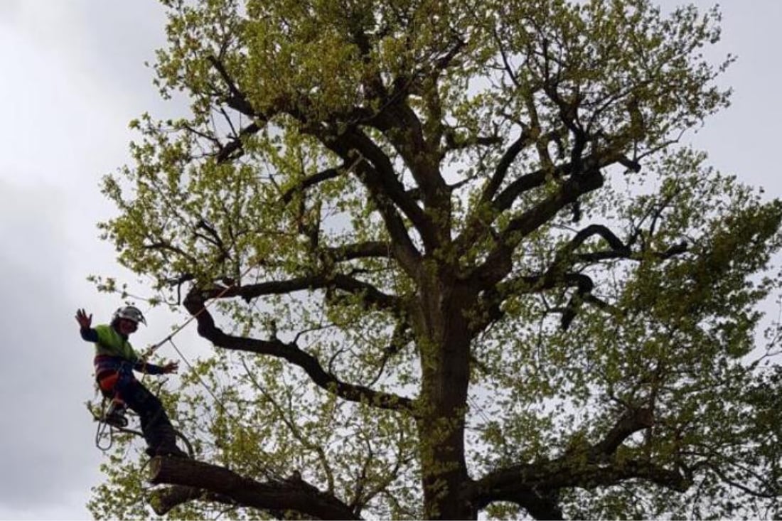 Main header - "Nicks Green Trees"