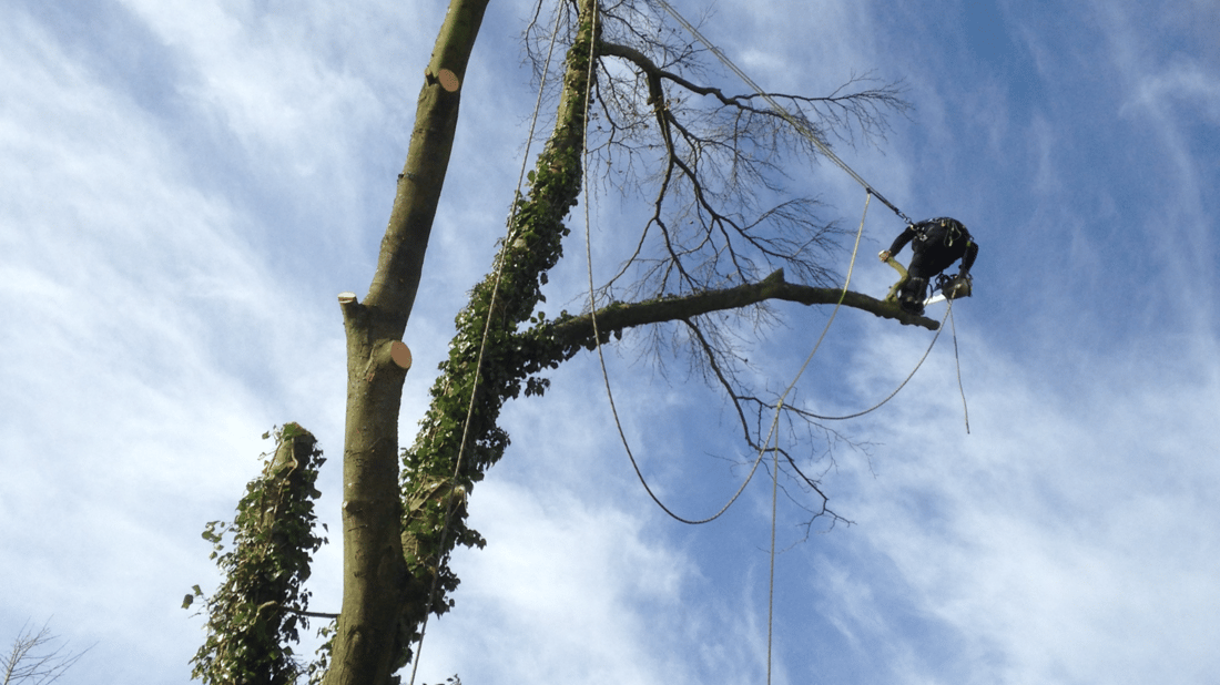 Main header - "MULBERRY TREE SERVICES"