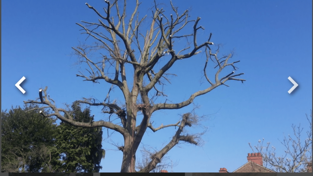 Main header - "CJW Tree Care"