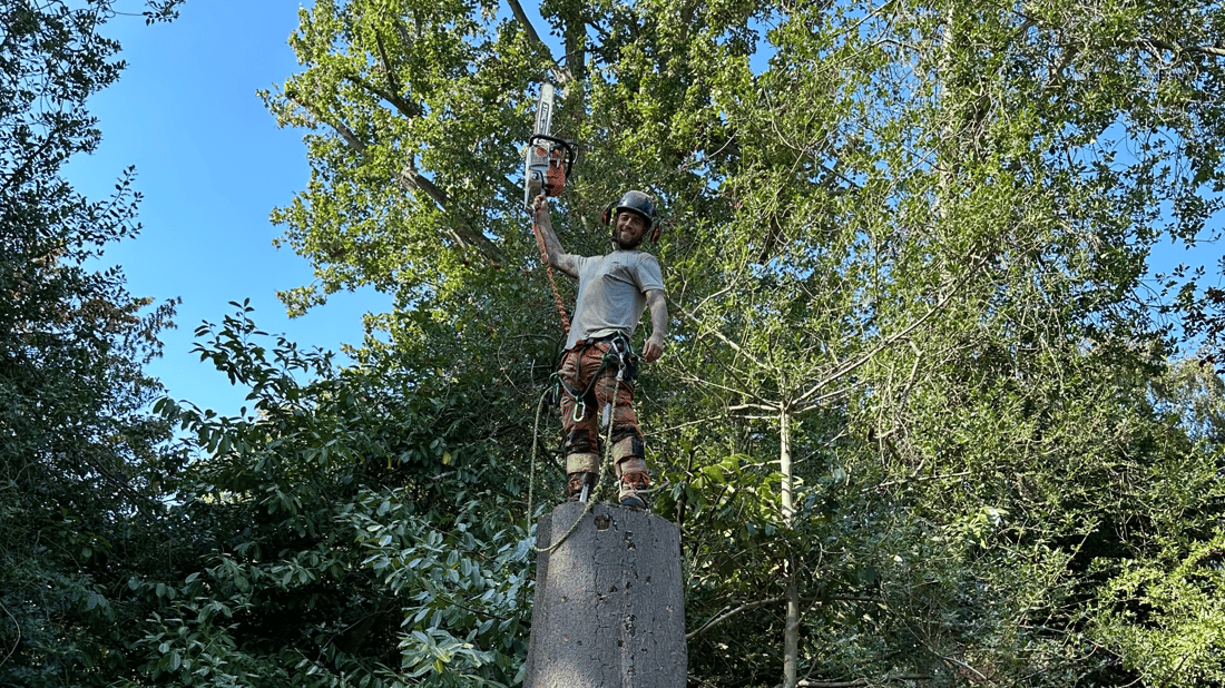 Main header - "Specialist Tree Services"