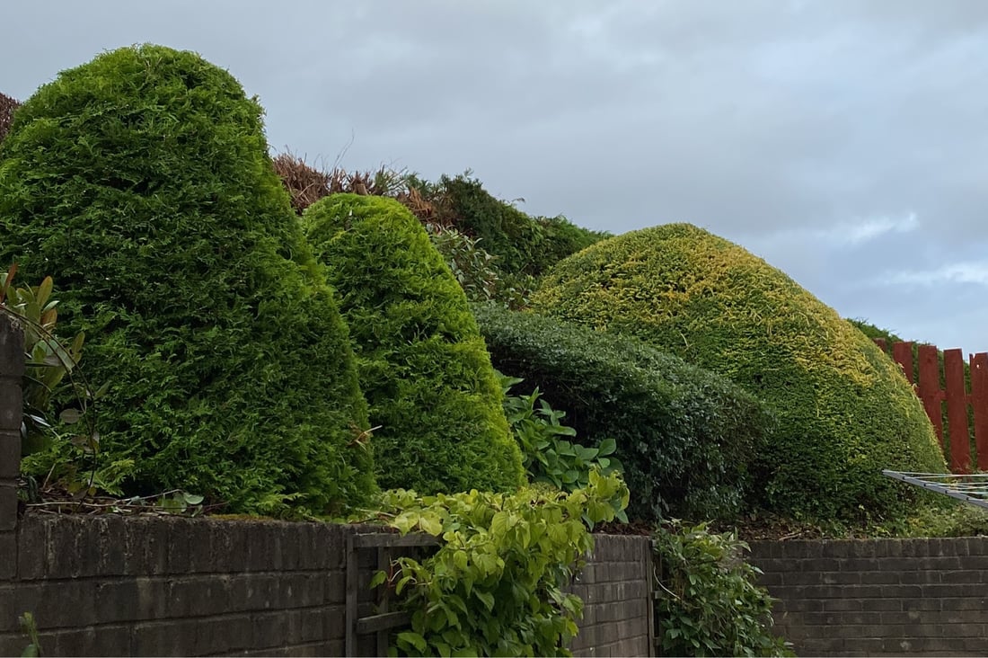 Main header - "Lawn Line Landscape Services "