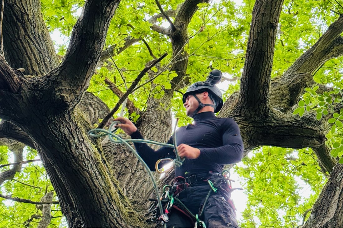 Main header - "Robert Tree Solution"