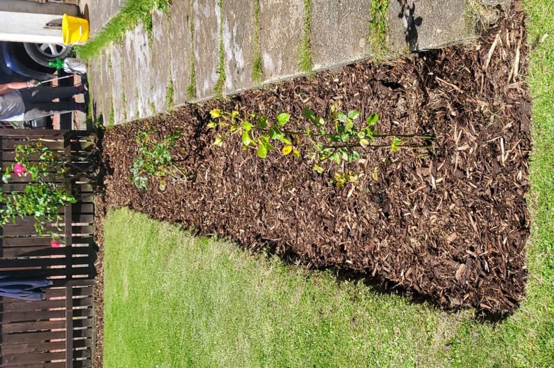 Main header - "Lady Landscapes"