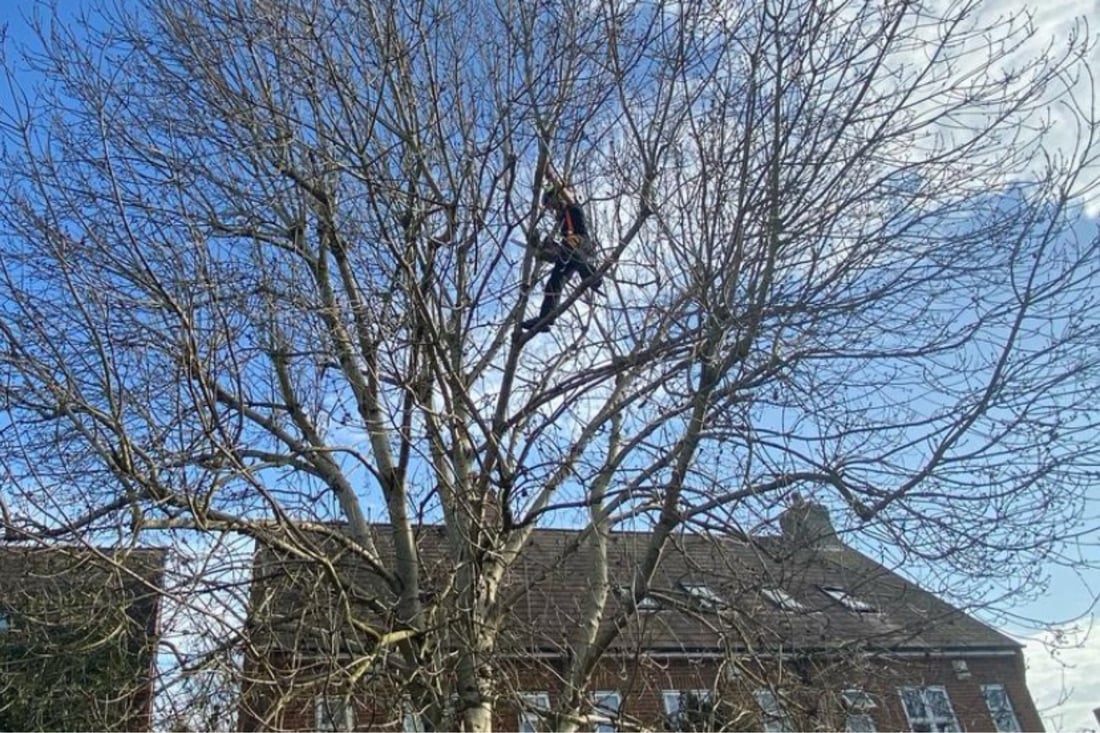 Main header - "Royal tree care "