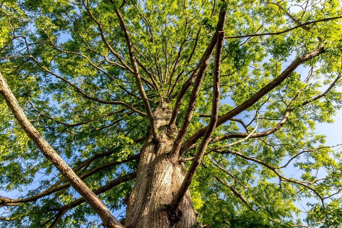 Main header - "Harbinson Tree & Garden services"