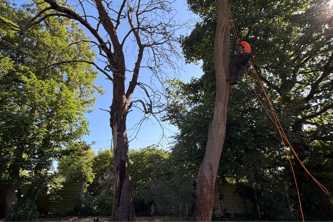 Main header - "Oakforge Tree Care LTD"