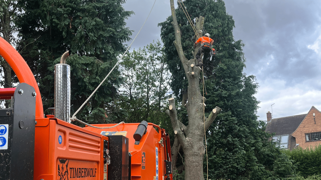 Main header - "Delamere Tree & Grounds Care"