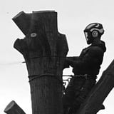 Company/TP logo - "Cut above tree services and landscaping"