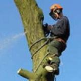 Company/TP logo - "Trees R Green"