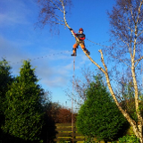 Company/TP logo - "Crawford Gardens and Tree Surgery"