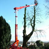 Company/TP logo - "d.m. tree and landscape contractors"