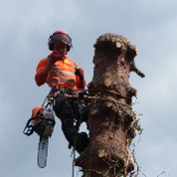 Company/TP logo - "acorntreeservicesscotland"