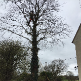 Company/TP logo - "Dorset tree and garden care"