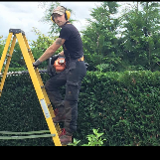 Company/TP logo - "Doe Tree surgeons"