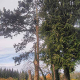 Company/TP logo - "Ash Forestry"