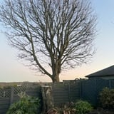 Company/TP logo - "Jw tree care "