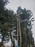 Company/TP logo - "Tree Surgeon"
