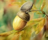 Company/TP logo - "ACORN Maintenance"