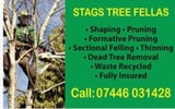 Company/TP logo - "K Lee Stags Tree Specialists"