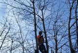 Company/TP logo - "MD TREE SOLUTIONS"
