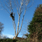 Company/TP logo - "MBM Tree care"