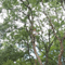 Company/TP logo - "Jac Tunley Tree Surgery"