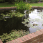 G Green Landscapes avatar