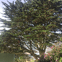 Homegrown tree company avatar
