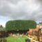 GD Tree & Gardens Specialists LTD avatar