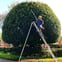 Oakwood Tree Care & Landscaping avatar
