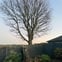 Jw tree care  avatar