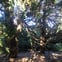 South Downs Garden Co. avatar