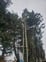 Tree Surgeon avatar