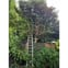 GREENLEAF TREES SERVICES LTD avatar