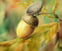 ACORN Maintenance avatar