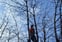 MD TREE SOLUTIONS avatar