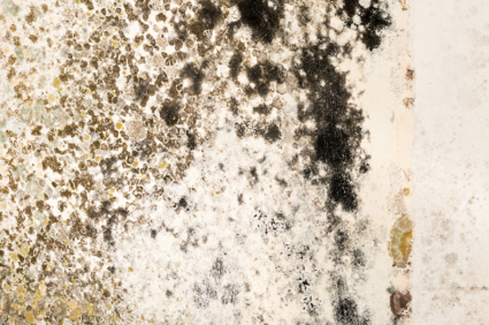 Picture of black mould on white wall