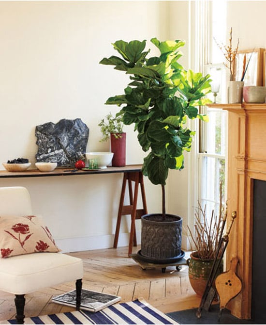 houseplants