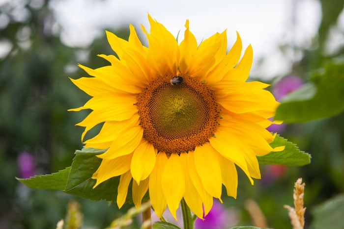 Yellow-flower-bumble-bee-700