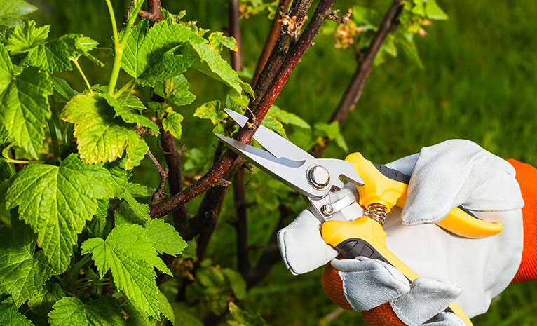professional secateurs