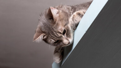 Cat peering from a shelf