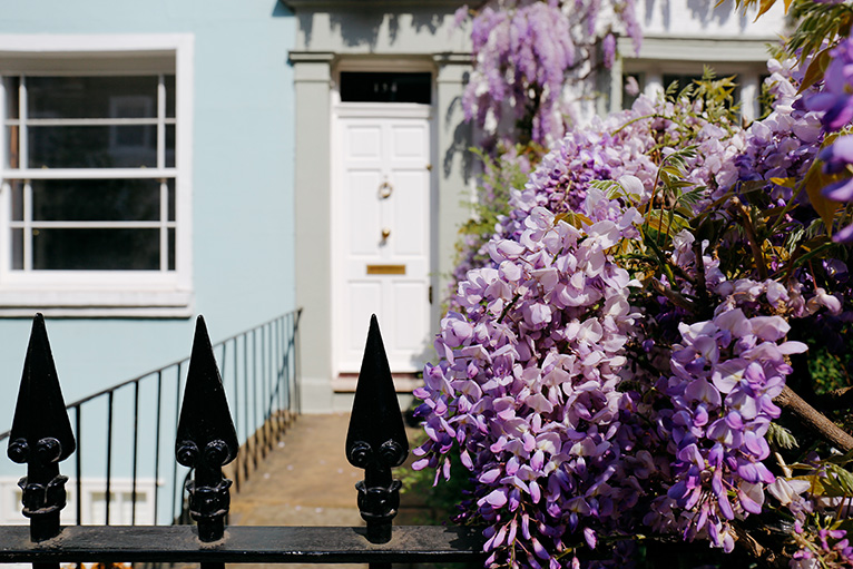 Wisteria on gate outside flat